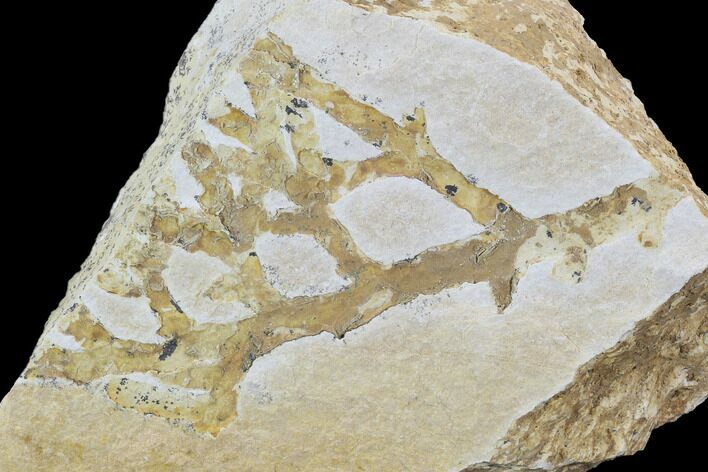 Fossil Plant (Brachyphyllum) - Solnhofen Limestone, Germany #97471